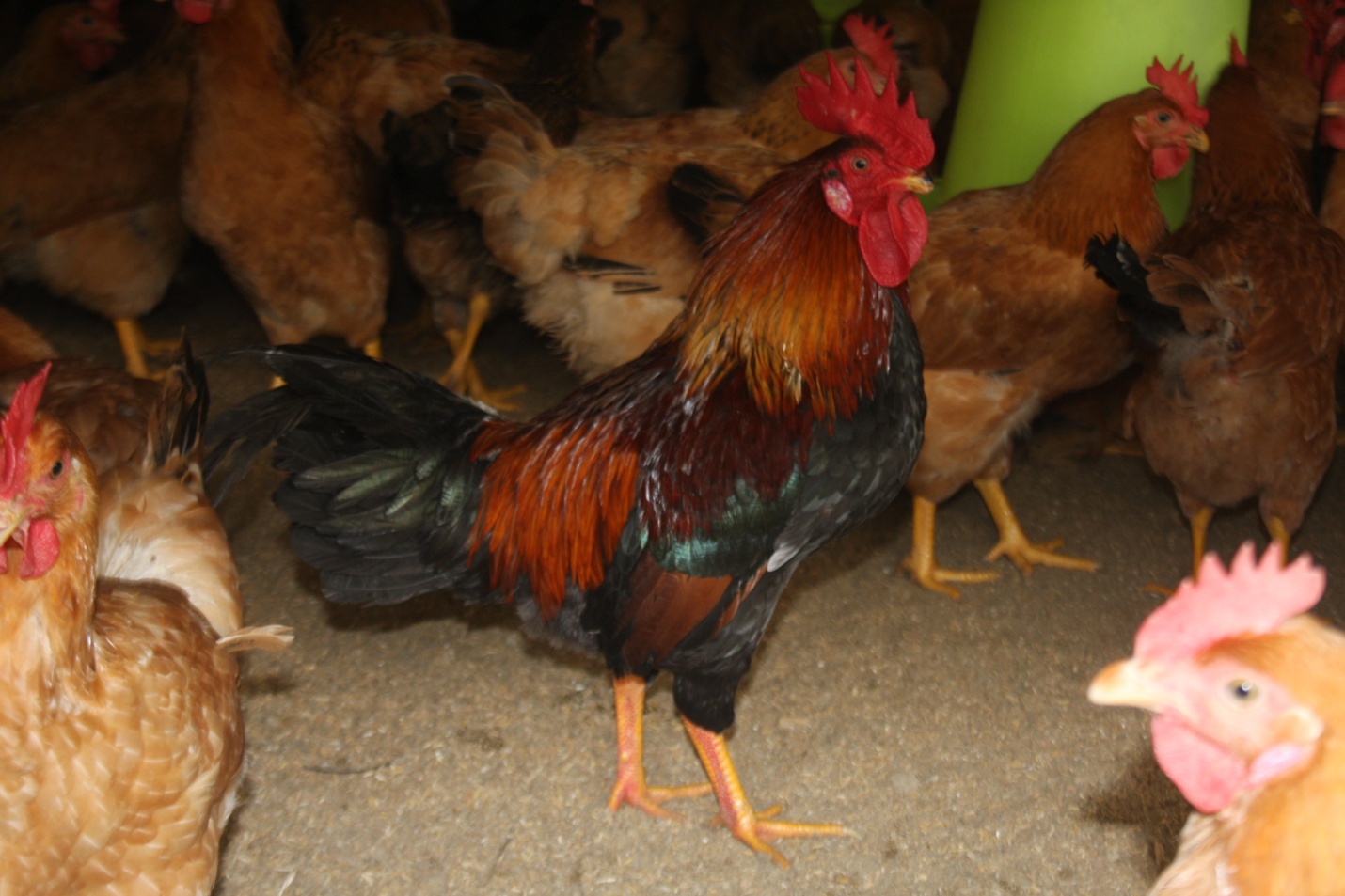 Giống gà Ri mận tía thuần chủng – một giống gà quý