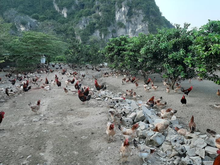 Ngành chăn nuôi gia cầm của Việt Nam đang thuộc hàng “top” trên thế giới về số lượng