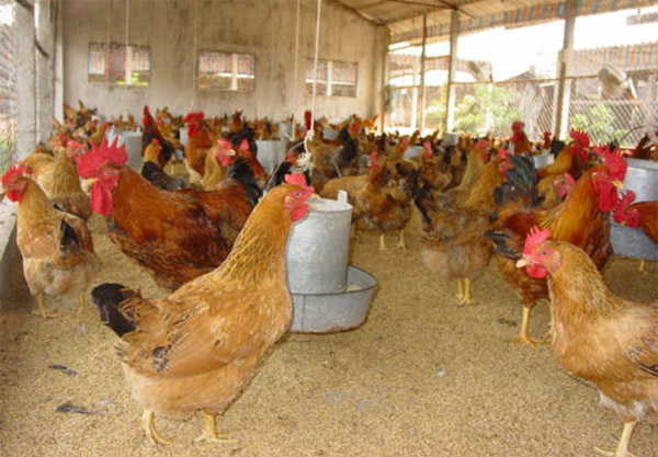 Người nuôi cần lưu ý gì khi làm chuồng cho gà thịt?