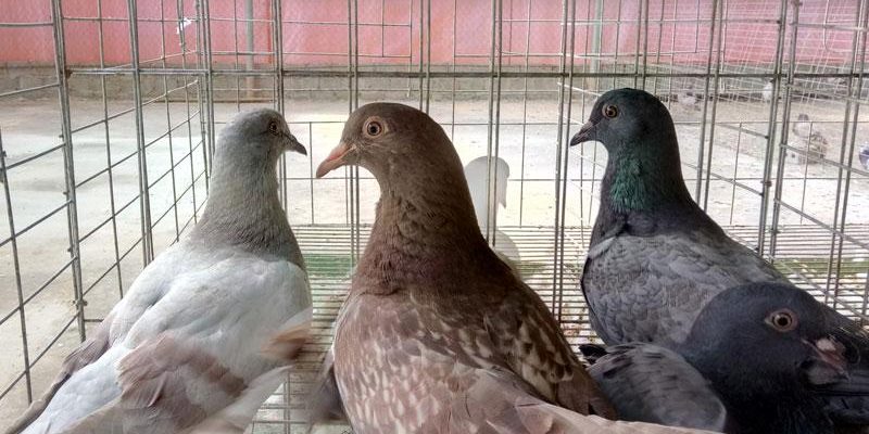 Sản lượng chim bồ câu nuôi dưỡng một cách “an toàn sinh học” được xuất ra thị trường