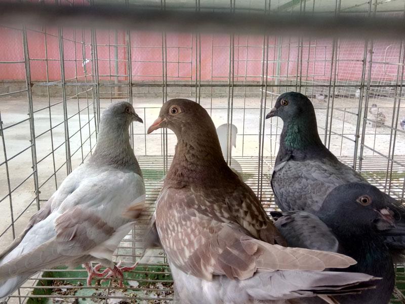Sản lượng chim bồ câu nuôi dưỡng một cách “an toàn sinh học” được xuất ra thị trường