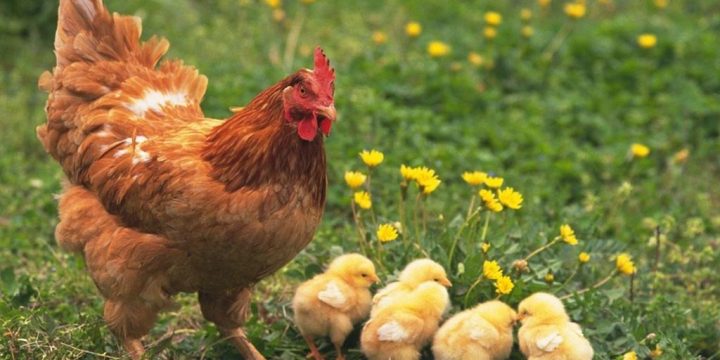 Sinh sản của gà, nuôi bao nhiêu lâu thì gà mái đẻ trứng