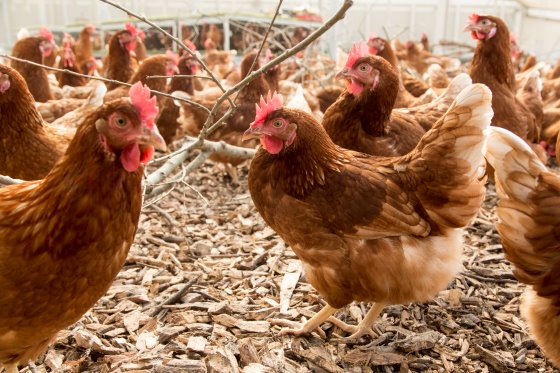Stress và thiếu thức ăn có thể làm đời sau của gà có tỷ lệ con mái cao hơn