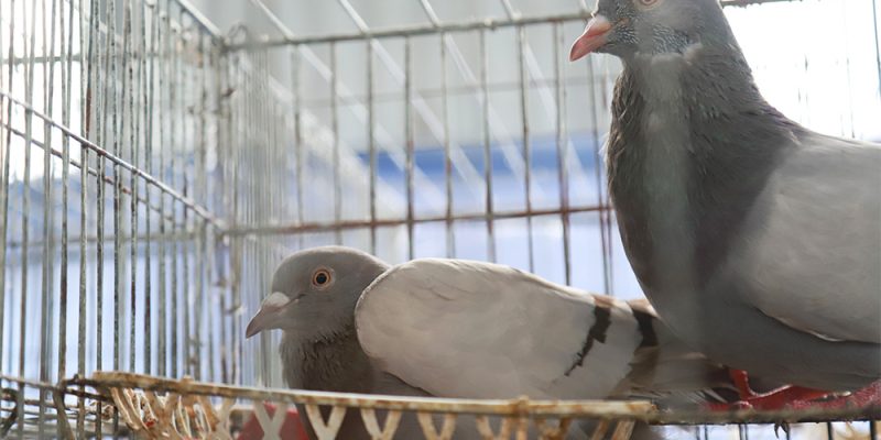 Kinh nghiệm nuôi chim bồ câu Pháp đẻ, tăng lợi nhuận kinh tế