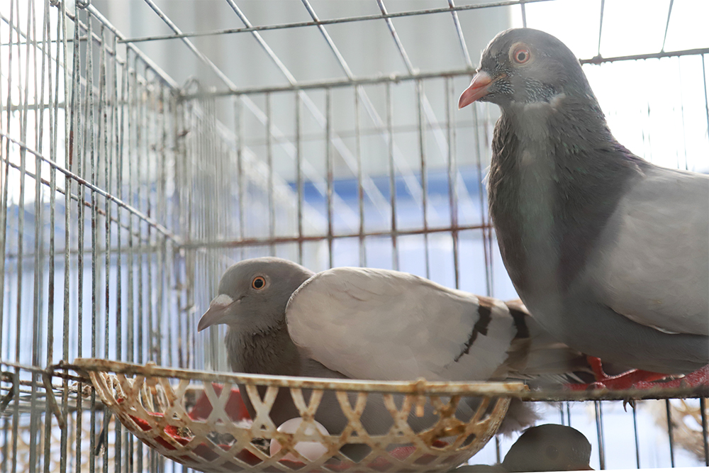 Kinh nghiệm nuôi chim bồ câu Pháp đẻ, tăng lợi nhuận kinh tế